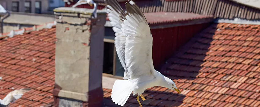Residential Chimney Animal Removal Solution in Fond du Lac, WI