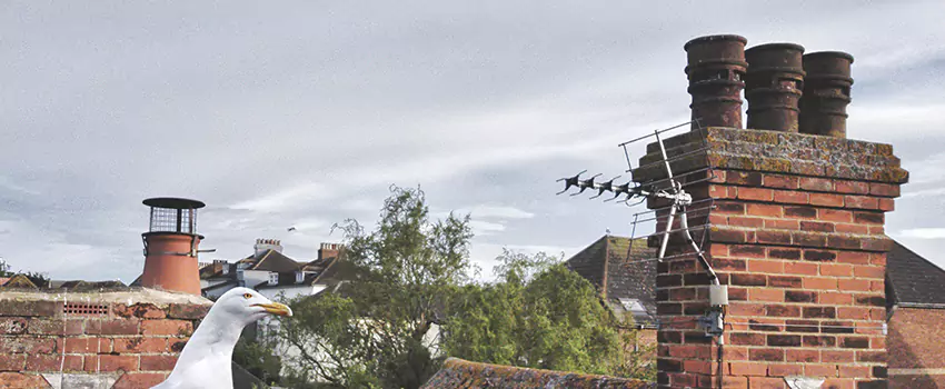 Chimney Cleaning And Restoration in Fond du Lac, Wisconsin